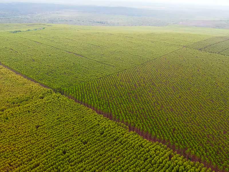 SINOBRAS Florestal adquire nova fazenda para plantação de eucalipto